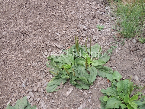plantain, broadleaf
